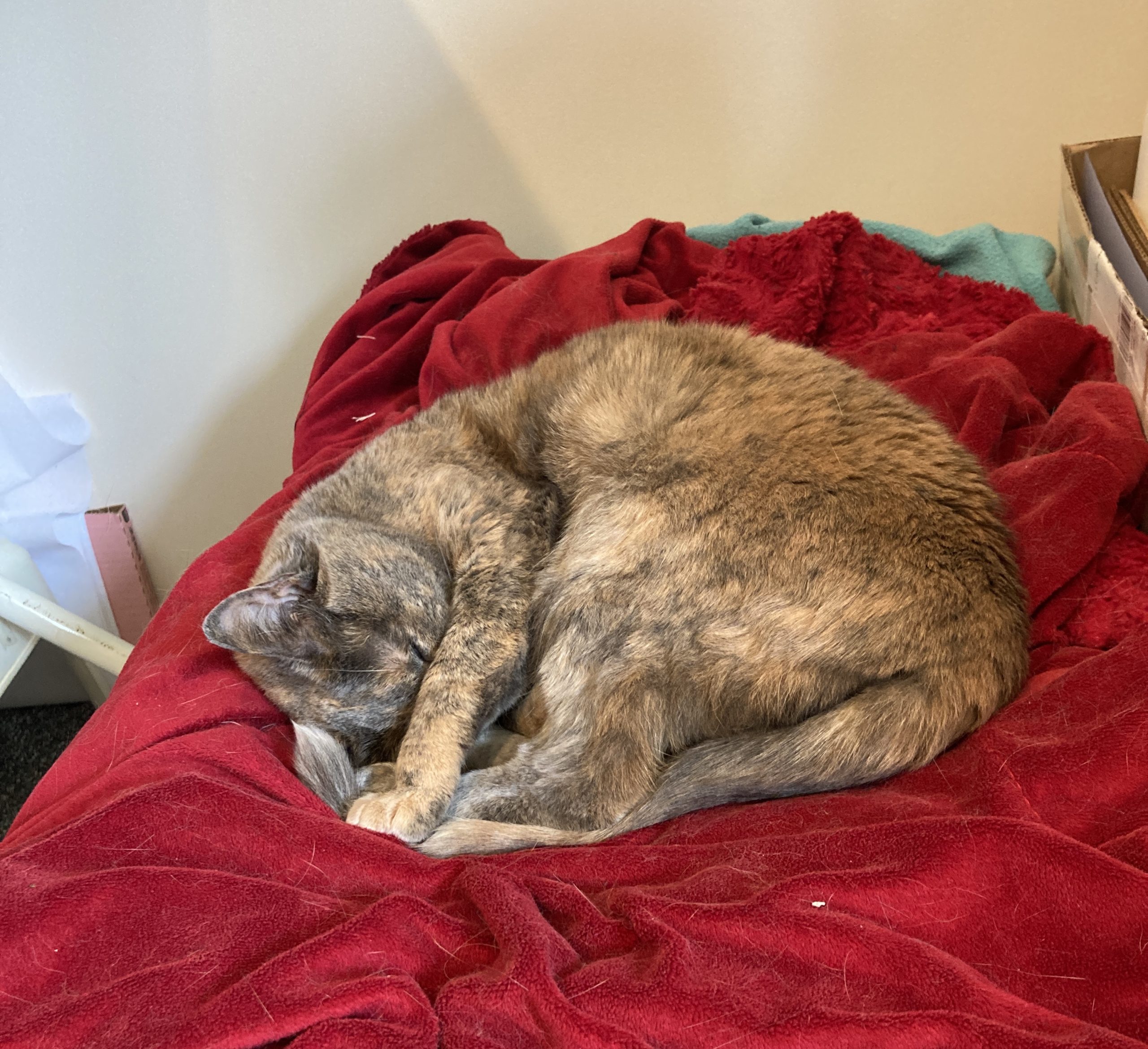 My Ever Changing Sewing Room!